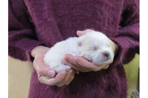 成約済の愛知県のポメラニアン-121200の6枚目