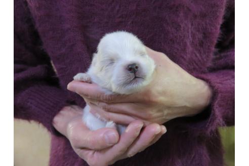 成約済の愛知県のポメラニアン-121200の5枚目