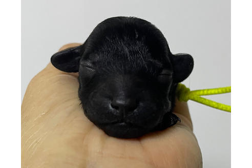 成約済の千葉県のトイプードル-121211の2枚目