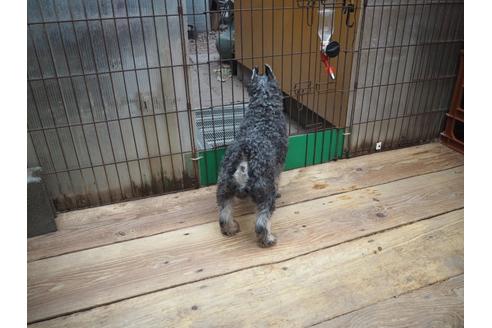 成約済の埼玉県のミニチュアシュナウザー-121220の2枚目