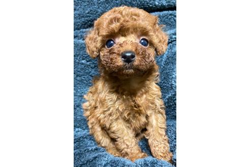 成約済の岡山県のタイニープードル-120437の5枚目