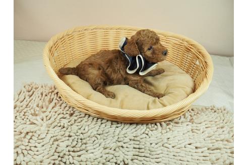 成約済の埼玉県のトイプードル-121224の5枚目