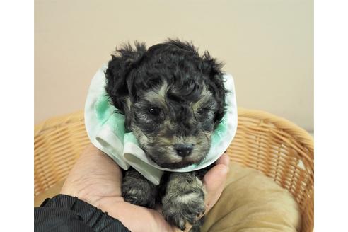 成約済の埼玉県のトイプードル-121240の1枚目