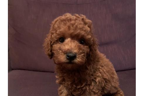静岡県のトイプードル 男の子 12 03生まれ レッド 子犬id ブリーダーナビ