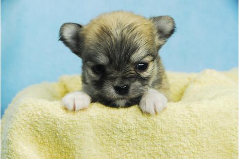 成約済の福岡県のチワワ(ロングコート)-121266の1枚目