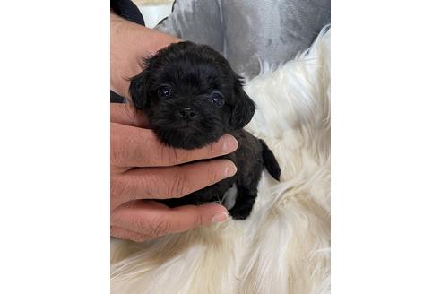 成約済の静岡県のチワプー:チワワ×トイプードル-120050の5枚目