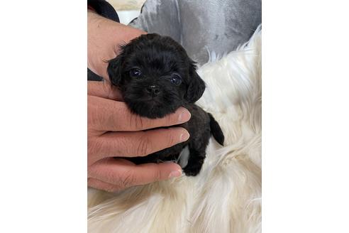 成約済の静岡県のチワプー:チワワ×トイプードル-120050の1枚目