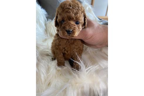 成約済の静岡県のタイニープードル-120056