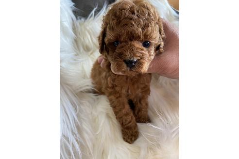 成約済の静岡県のタイニープードル-120056の2枚目