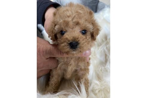 成約済の静岡県のタイニープードル-120062の1枚目