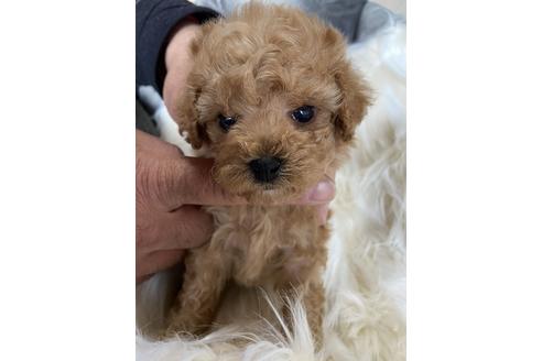 成約済の静岡県のタイニープードル-120062の3枚目
