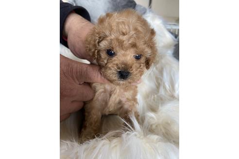 成約済の静岡県のタイニープードル-120062の2枚目