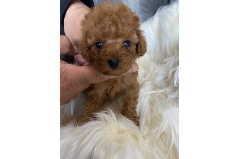 成約済の静岡県のタイニープードル-120064の1枚目