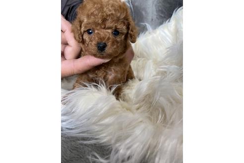 成約済の静岡県のタイニープードル-120063の4枚目