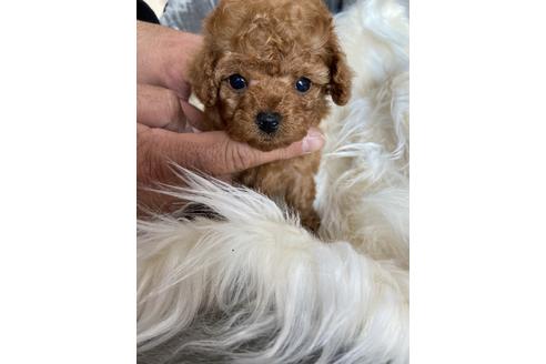 成約済の静岡県のタイニープードル-120063の3枚目
