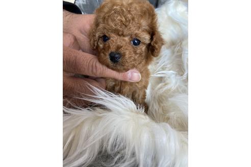 成約済の静岡県のタイニープードル-120063の1枚目