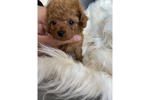 成約済の静岡県のタイニープードル-120063の2枚目
