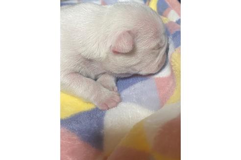 成約済の愛知県のフレンチブルドッグ-120712の33枚目