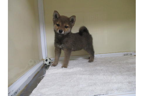 成約済の岡山県の柴犬-116297の1枚目