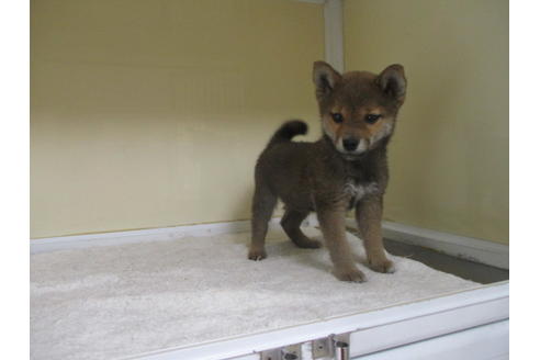 成約済の岡山県の柴犬-116297の5枚目