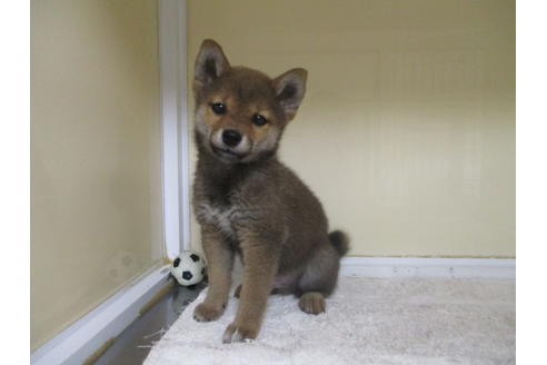 成約済の岡山県の柴犬-116297の4枚目