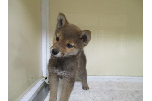 成約済の岡山県の柴犬-116297の3枚目