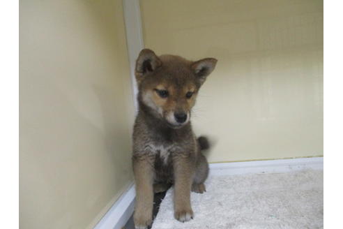 成約済の岡山県の柴犬-116297の2枚目