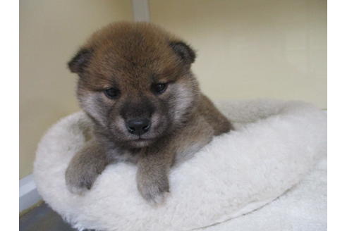 成約済の岡山県の柴犬-120138の10枚目