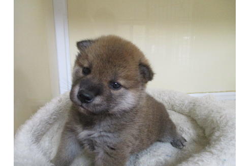 成約済の岡山県の柴犬-120138の9枚目