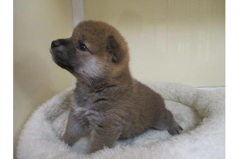 成約済の岡山県の柴犬-120138の8枚目