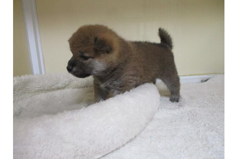 成約済の岡山県の柴犬-120138の7枚目