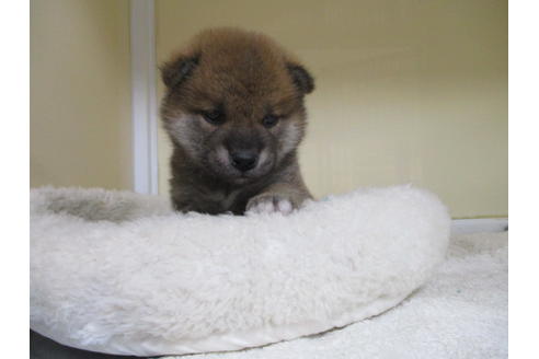 成約済の岡山県の柴犬-120138の6枚目