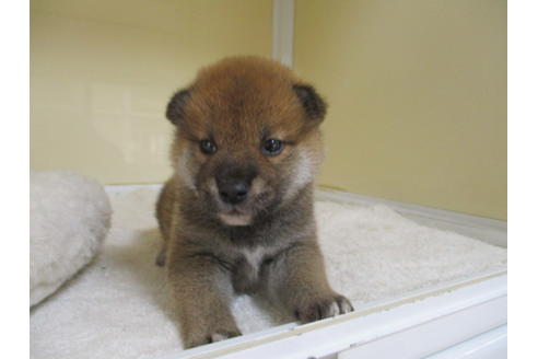 成約済の岡山県の柴犬-120139の14枚目