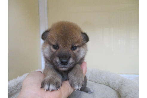 成約済の岡山県の柴犬-120139の13枚目