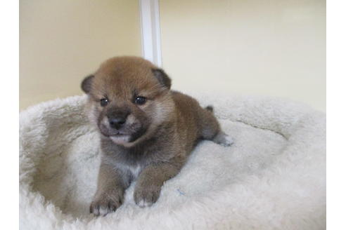 成約済の岡山県の柴犬-120139の11枚目