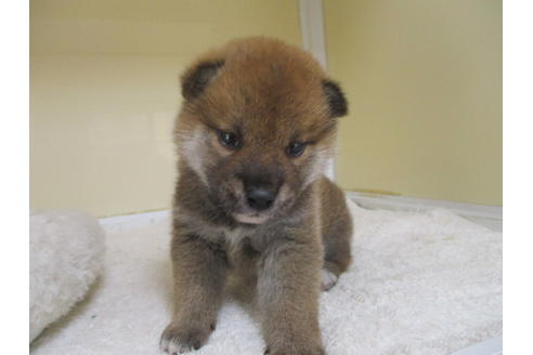 成約済の岡山県の柴犬-120139の10枚目