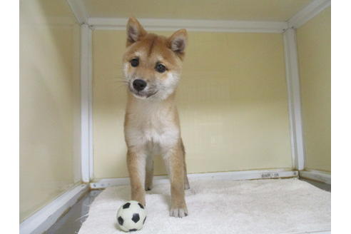 成約済の岡山県の豆柴-117238の1枚目