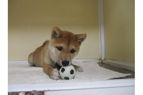 成約済の岡山県の豆柴-117238の5枚目