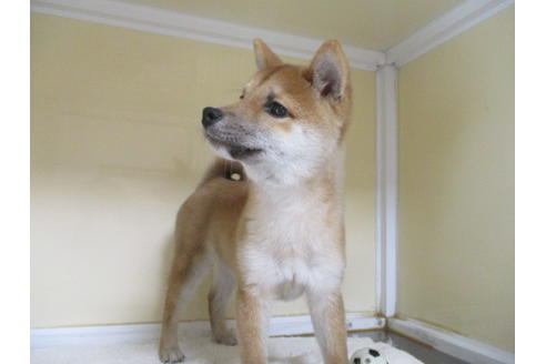 成約済の岡山県の豆柴-117238の3枚目