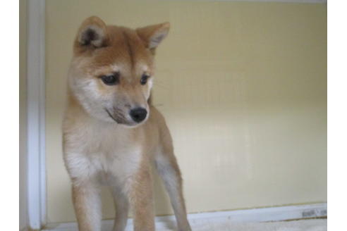 成約済の岡山県の豆柴-117238の2枚目