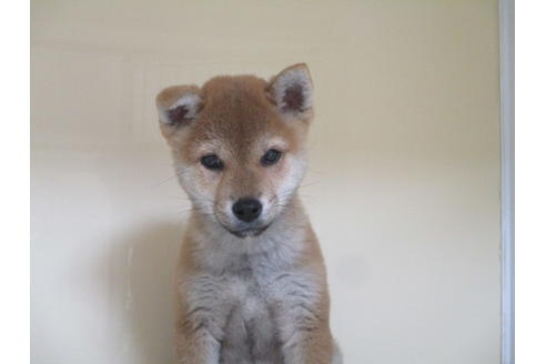 成約済の岡山県の柴犬-121314