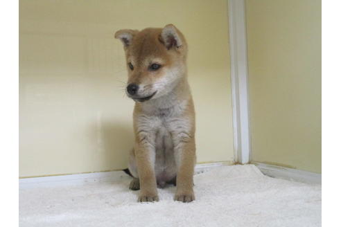 成約済の岡山県の柴犬-121314の5枚目