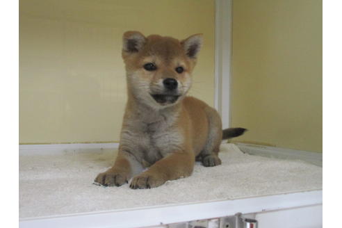 成約済の岡山県の柴犬-121314の4枚目