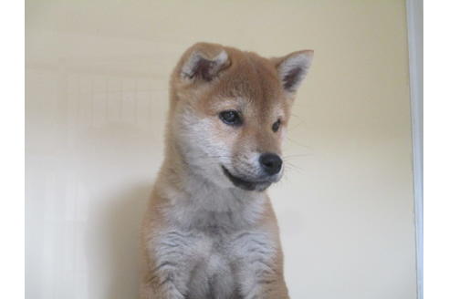 成約済の岡山県の柴犬-121314の3枚目