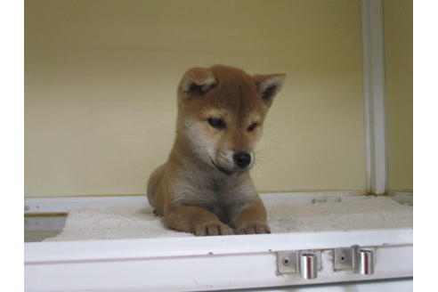 成約済の岡山県の柴犬-121314の2枚目