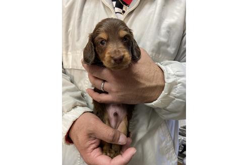 成約済の静岡県のミニチュアダックスフンド(ロングヘアード)-120068