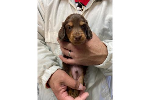 成約済の静岡県のミニチュアダックスフンド(ロングヘアード)-120068の2枚目