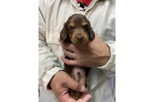 成約済の静岡県のミニチュアダックスフンド(ロングヘアード)-120068の3枚目