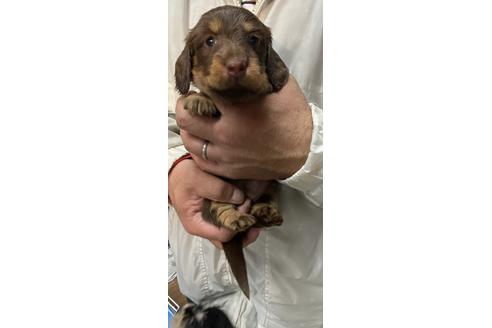 成約済の静岡県のミニチュアダックスフンド(ロングヘアード)-120066の1枚目