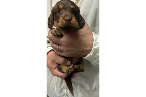 成約済の静岡県のミニチュアダックスフンド(ロングヘアード)-120066の3枚目